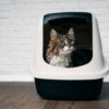 A cat inside a hooded litter box.