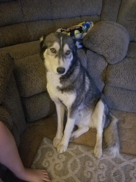 What Kind of Husky Do I Have? - gray and white Husky