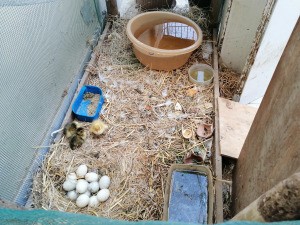 Duck Won't Sit On Her Fertile Eggs - ducklings and nest of eggs