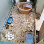 Duck Won't Sit On Her Fertile Eggs - ducklings and nest of eggs