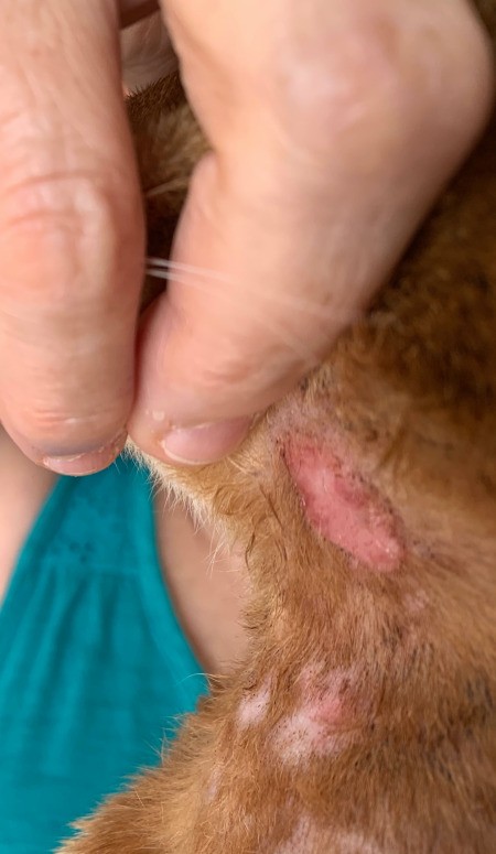 Cat Scratching Its Neck - pink hairless spot