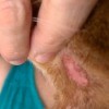 Cat Scratching Its Neck - pink hairless spot