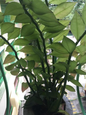 Identifying a Houseplant - thick stemmed houseplant