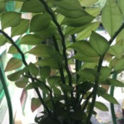 Identifying a Houseplant - thick stemmed houseplant