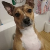 Ava (Chihuahua/Pit Bull Mix) - closeup of tan and brown dog with large upright ears