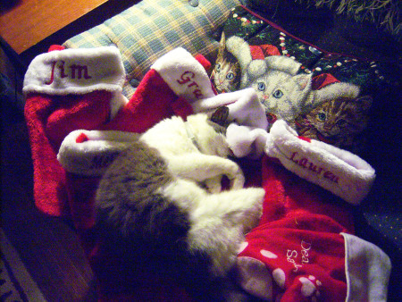 Annie Belle - cat sleeping on Christmas decorations