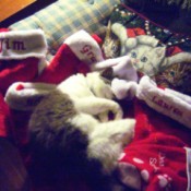 Annie Belle - cat sleeping on Christmas decorations