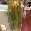 Identifying a Houseplant - draping plant with long thin leafless growth
