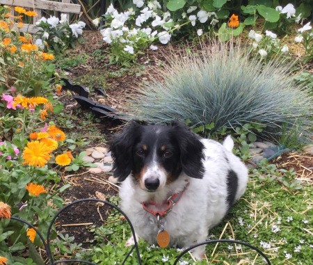 Suzie (Long Haired Dachshund) - black and white dog in garden