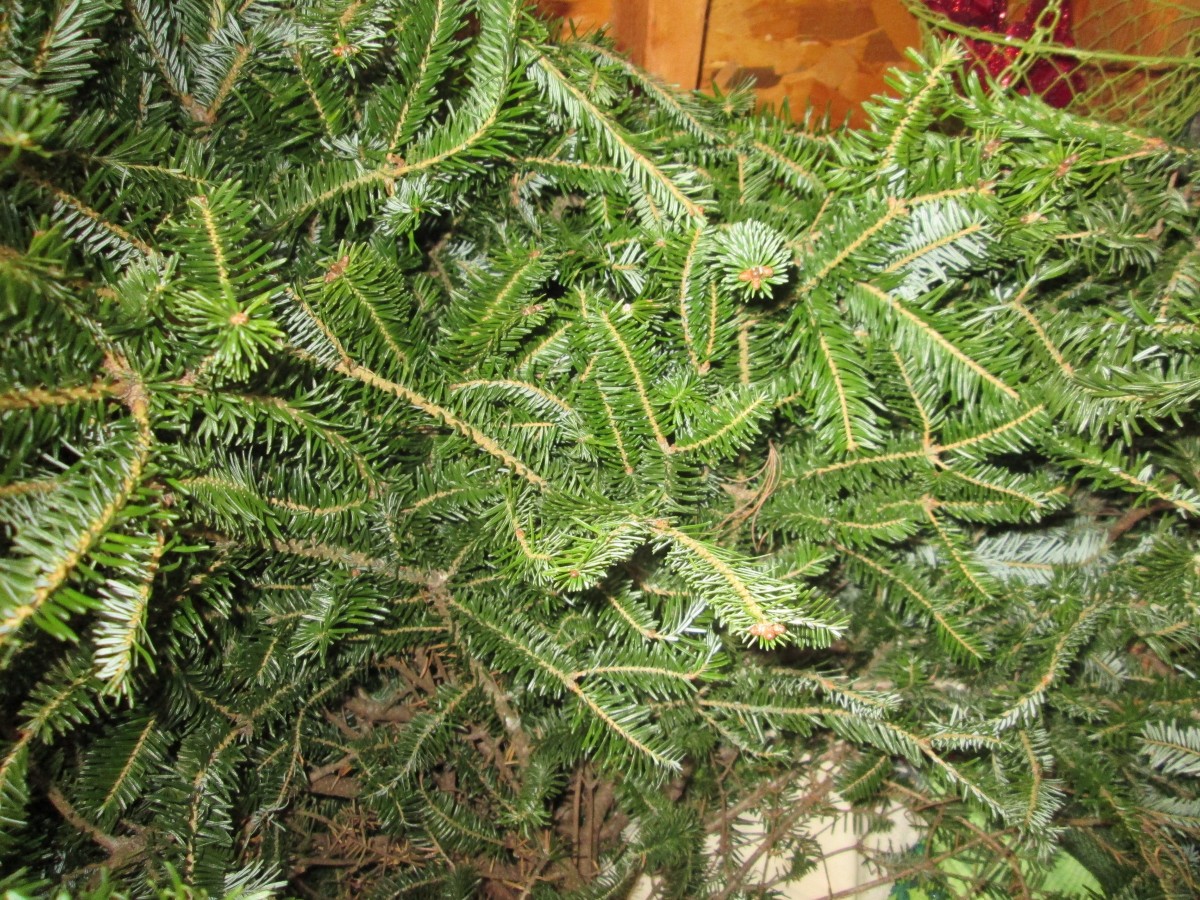 free-tree-trimmings-for-the-holidays-thriftyfun