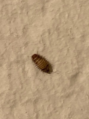 Identifying Household Bugs - maybe a sow bug