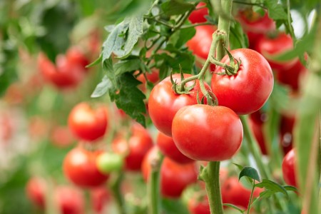 Tomatoes growing in a garden.