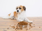A dog ignoring his food bowl.