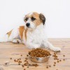 A dog ignoring his food bowl.