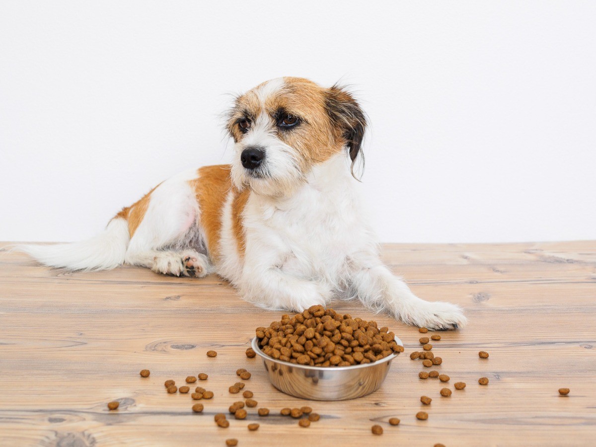 Causes of Weight Loss in Dogs? ThriftyFun