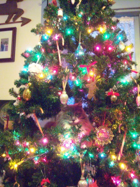 Baby Fuzzy - Fuzzy in the Christmas tree