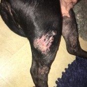 Red Spots on a Hairless Area of Dog's Leg
