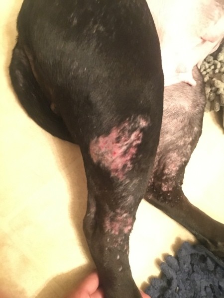 Red Spots on a Hairless Area of Dog's Leg