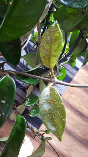 A hoya with aphids.