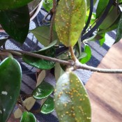 A hoya with aphids.