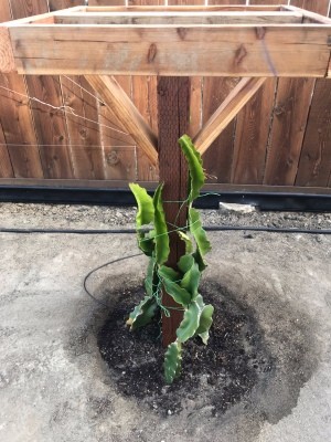 Trellis for Dragon Fruit - training cactus up the trellis
