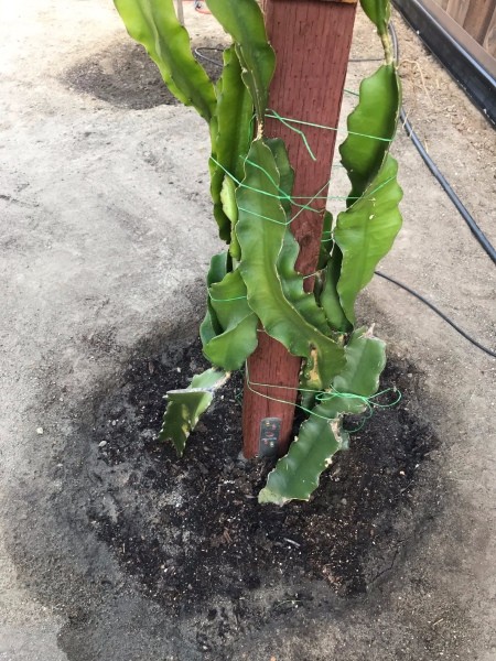 Trellis for Dragon Fruit - tie cactus to center post
