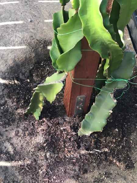 Trellis for Dragon Fruit - bury pillar in the ground, screw the bottom of the 4x4 in place, plant cactus
