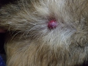 Identifying a Lump on a Dog - very red lump on a dog