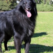 Skipper (Belgian Shepherd Dog Groenendael) - beautiful black dog
