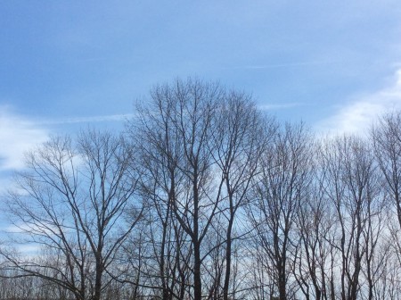 A bare treeline with clouds in the sky.