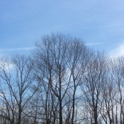 A bare treeline with clouds in the sky.