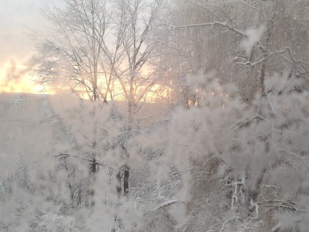 Snowy Morning - trees covered in snow, sunrise in background