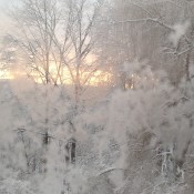 Snowy Morning - trees covered in snow, sunrise in background