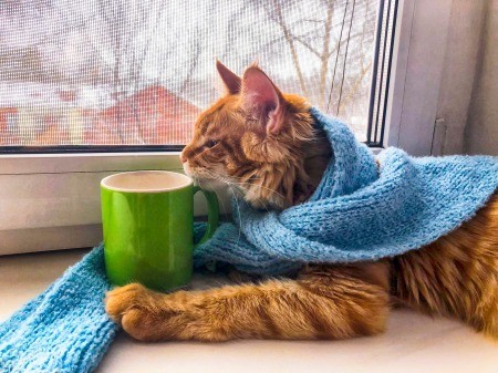 A cat in a window with a warm scarf and a cup of cocoa