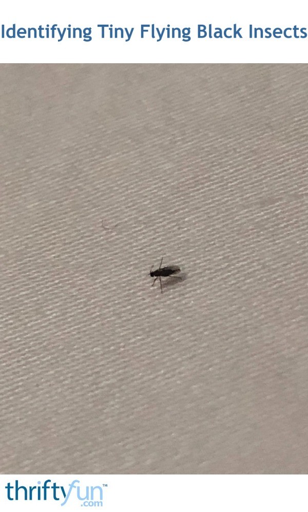 Identifying Tiny Flying Black Insects Fancy2 