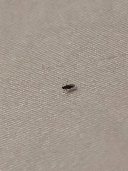 Tiny Flying Insects In Your House Thriftyfun - Tiny Black Bugs In Bathroom That Jump