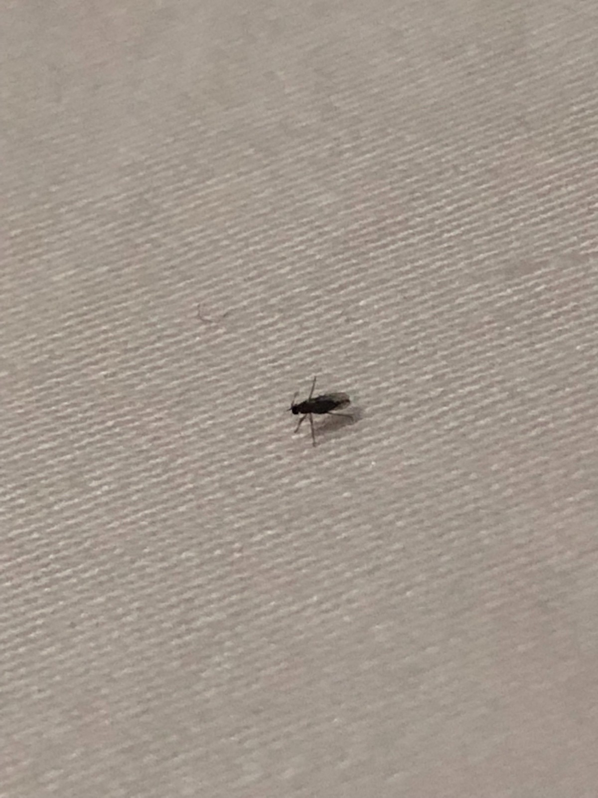 Identifying Tiny Flying Black Insects Tx2 
