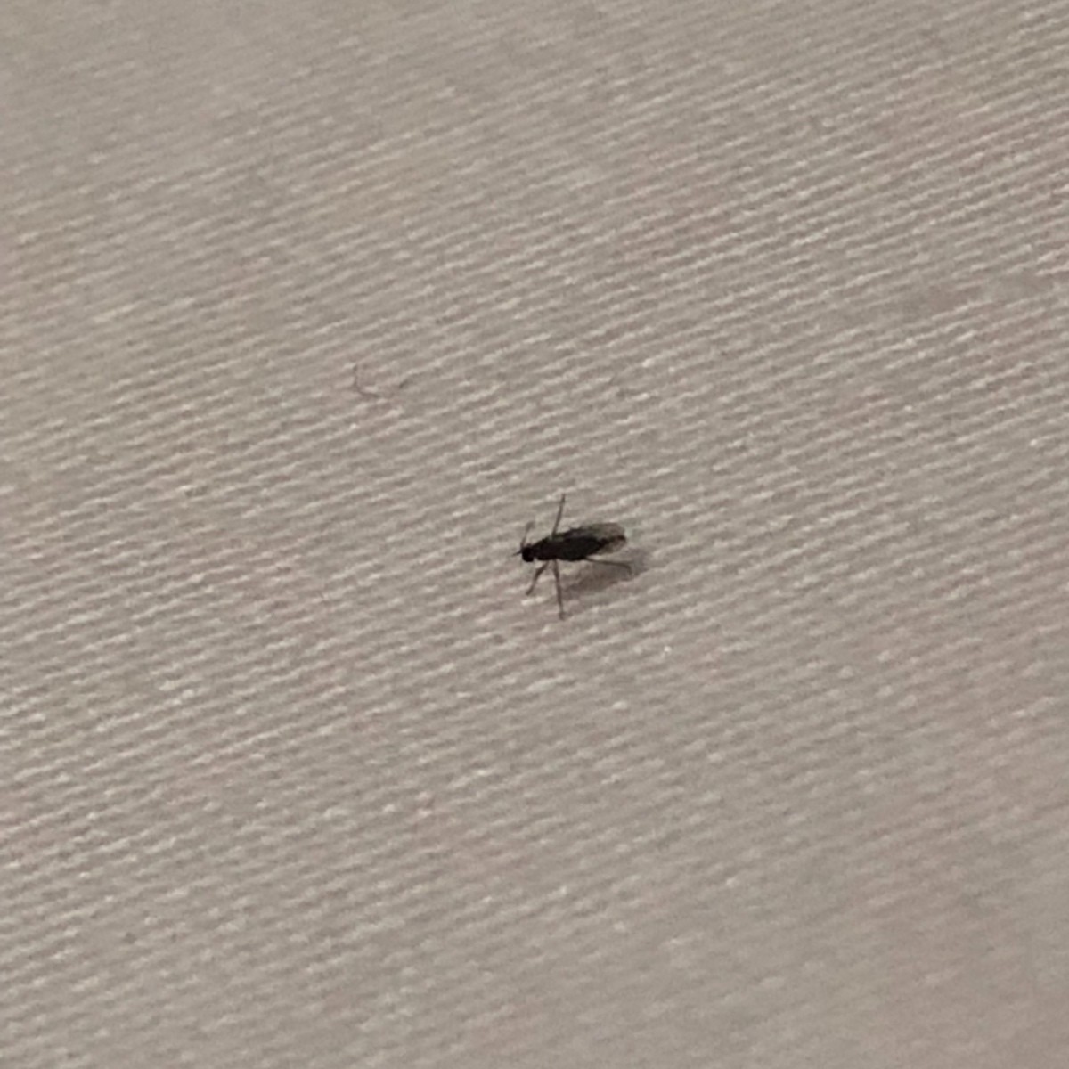 Identifying Tiny Flying Black Insects Tx3 