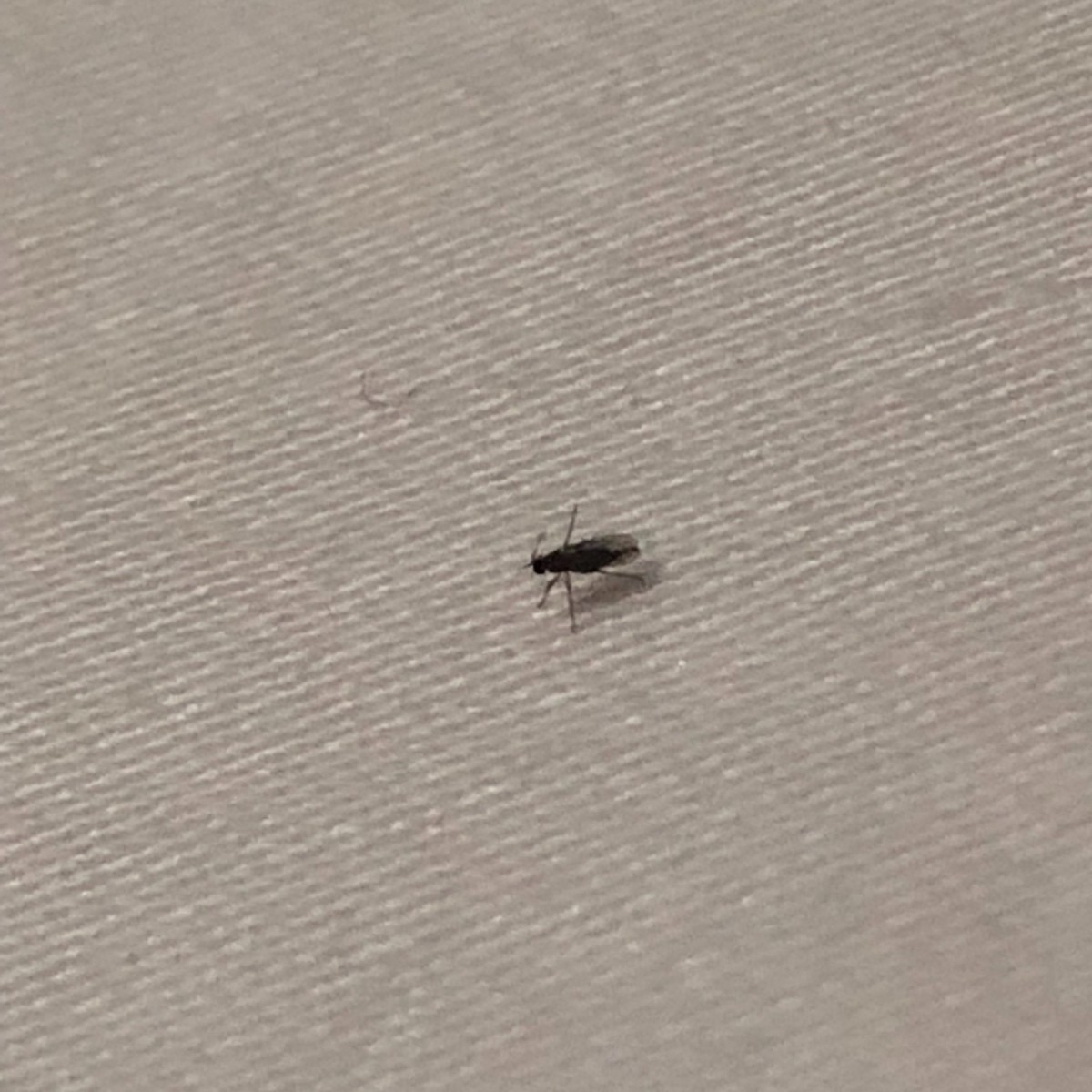 Tiny Black Bugs In House That Fly Psoriasisguru Com   Identifying Tiny Flying Black Insects Tx3 