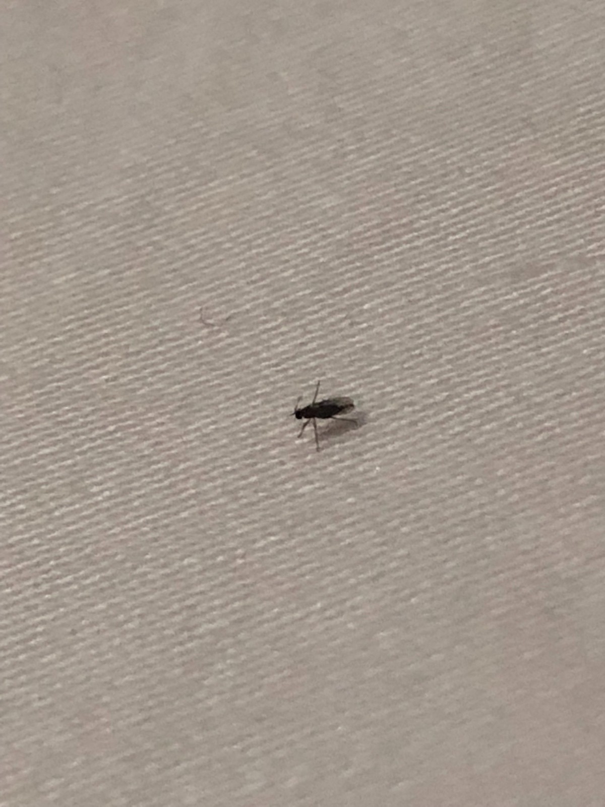 Identifying Tiny Flying Black Insects X2 