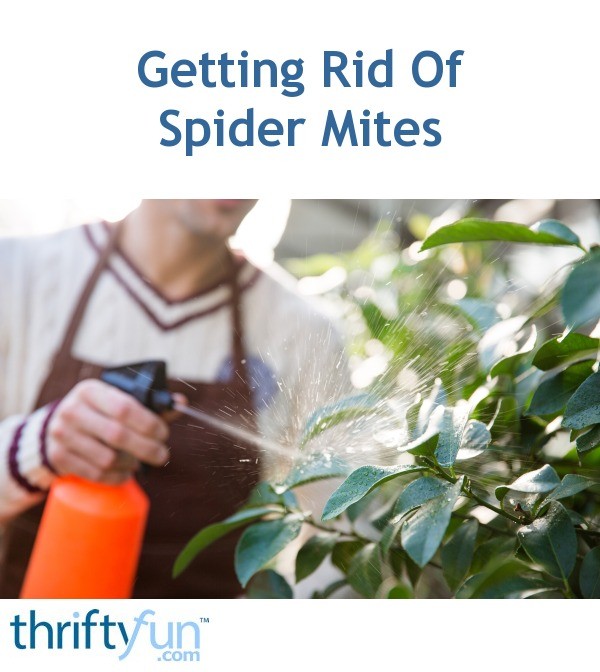 Getting Rid Of Spider Mites ThriftyFun