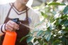 A man spraying a plant for spider mites.