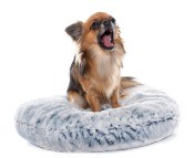 A dog sitting on a dog bed.
