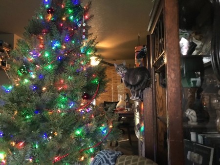 A grey cat sitting near a Christmas tree.