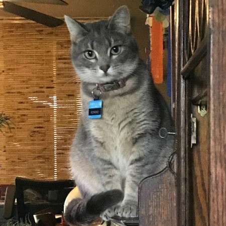 A grey cat sitting on a china cabinet.