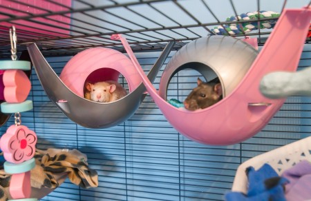 Setting Up A Rat Habitat - rats in hammocks