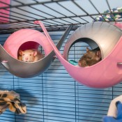 Setting Up A Rat Habitat - rats in hammocks