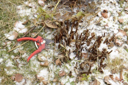 A pair of garden clippers next to dead perennials in winter.