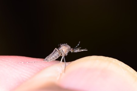 Mosquito held between two fingers.