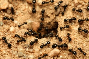 Closeup of an ant hill.